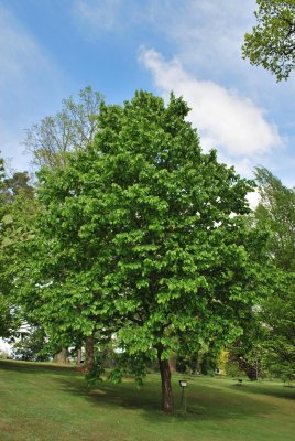 Corylus colurna - líska turecká - jarní habitus